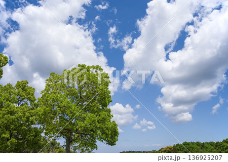 青空と新緑の木々《癒しの風景素材》 青空と新緑の木々《癒しの風景素材》 136925207