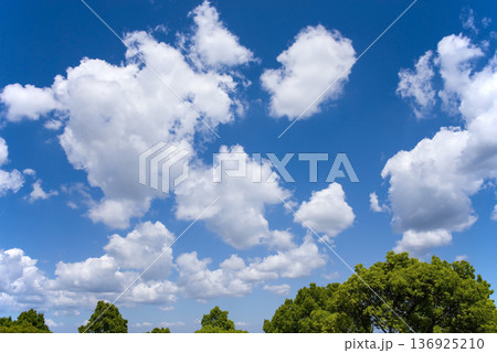 青空と新緑の木々《癒しの風景素材》 青空と新緑の木々《癒しの風景素材》 136925210