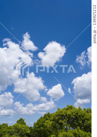 青空と新緑の木々《癒しの風景素材》 青空と新緑の木々《癒しの風景素材》 136925212