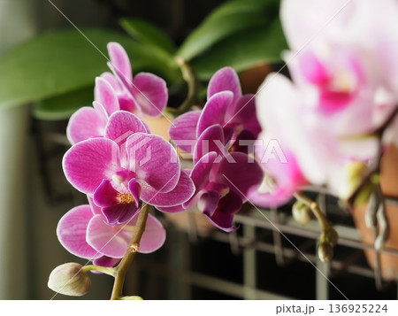 胡蝶蘭の花が咲いた 胡蝶蘭の花が咲いた 136925224