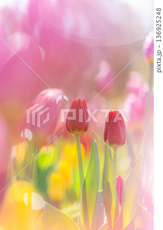 ふなばしアンデルセン公園のドリーミーな赤いアイスチューリップ 136925248