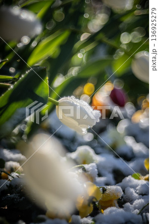 ふなばしアンデルセン公園の雪をまとった白いアイスチューリップ 136925279