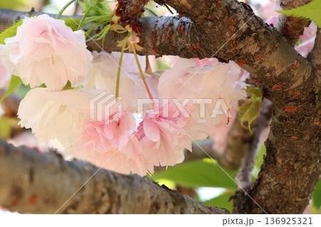 美しいピンクの八重桜 136925321