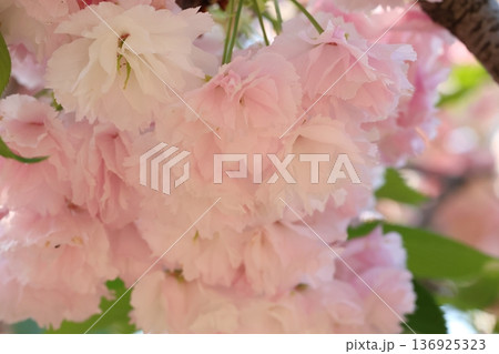美しいピンクの八重桜 美しいピンクの八重桜 136925323