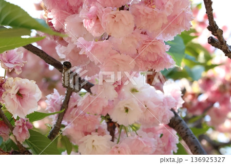 春の陽射しを浴びる満開の八重桜 春の陽射しを浴びる満開の八重桜 136925327