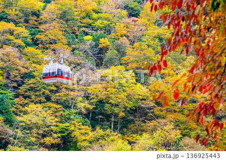 群馬 紅葉に染まる谷川岳 群馬 紅葉に染まる谷川岳 136925443