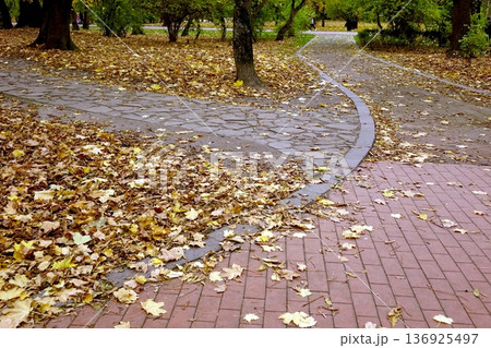 Paths in a Park Covered With Yellow Leaves During Autumn Paths in a Park Covered With Yellow Leaves During Autumn 136925497