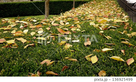 Yellow Leaves Cover the Ground in a Park During Autumn on a Sunny Day Yellow Leaves Cover the Ground in a Park During Autumn on a Sunny Day 136925499