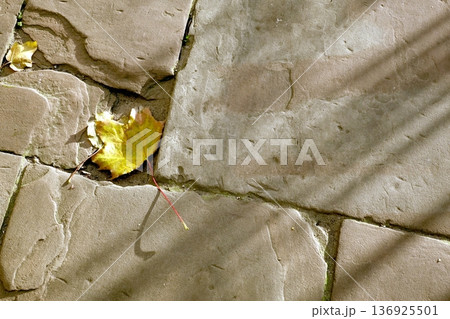 Yellow Leaf Rests on Pavement During Autumn Season in a Quiet Outdoor Area Yellow Leaf Rests on Pavement During Autumn Season in a Quiet Outdoor Area 136925501