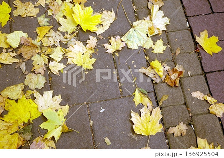 Autumn Leaves Cover a Stone Path in a Park Creating a Colorful Scene During Fall Autumn Leaves Cover a Stone Path in a Park Creating a Colorful Scene During Fall 136925504