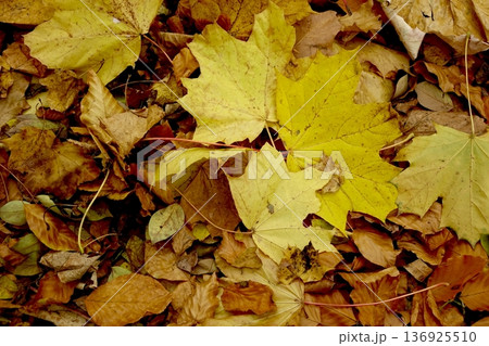 Colorful Autumn Leaves Cover the Ground in a Natural Setting During Fall Season Colorful Autumn Leaves Cover the Ground in a Natural Setting During Fall Season 136925510