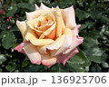 淡いアプリコット色に咲く優雅な一輪のバラ 136925706