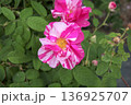 ピンクと白の絞りが美しいバラの花 136925707