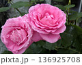 優雅に咲くピンクのバラ二輪 136925708