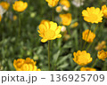 春の陽射しに咲く黄色い花 136925709