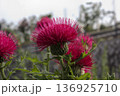 赤紫に輝くアザミの花と柔らかなボケ背景 136925710