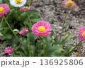 春の庭に咲くピンクのデイジーと黄色い花芯 136925806