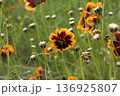 オレンジと赤が彩る野原の花 136925807