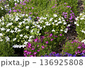 春の花壇を彩る白と紫の小花の群生 136925808