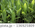 瑞々しく茂る若葉の群生 136925809