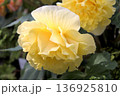 柔らかな光に包まれる黄色いベゴニア 136925810