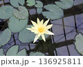 静水に咲く黄色の睡蓮 136925811