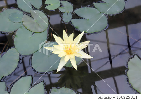 静水に咲く黄色の睡蓮 静水に咲く黄色の睡蓮 136925811