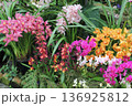 色とりどりの蘭が咲き誇る華やかな花園 136925812