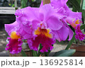 華やかに咲く紫と紅のカトレア蘭 136925814