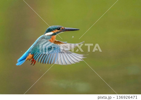 鮮やかな青い羽を広げてホバリングするカワセミのクローズアップ 136926471
