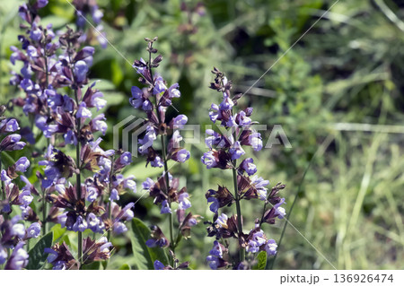 Salvia officinalis. Purple sage flowers in the garden 136926474