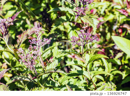 Spiraea japonica is a species of deciduous ornamental shrub in the rose family Rosaceae. It blooms in early summer Spiraea japonica is a species of deciduous ornamental shrub in the rose family Rosaceae. It blooms in early summer 136926747