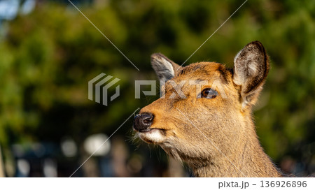 奈良公園の人懐こい鹿 奈良公園の人懐こい鹿 136926896