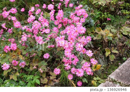 満開　シュウメイギクの花 136926946