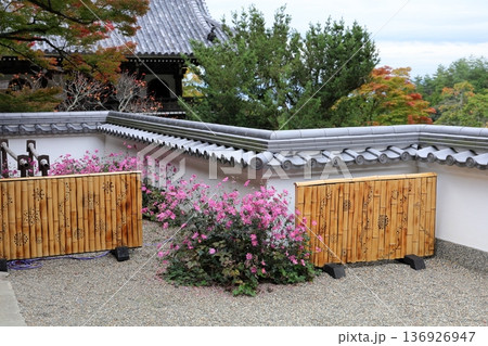 満開　シュウメイギクの花 136926947