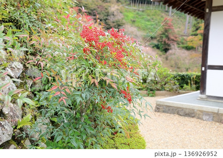 鮮やか 南天の実 鮮やか 南天の実 136926952