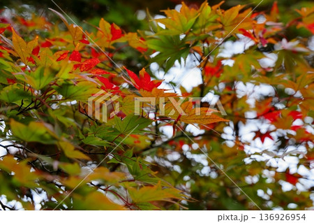 色づく カエデ 鮮やか紅葉 色づく カエデ 鮮やか紅葉 136926954