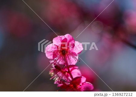 赤い梅の花 赤い梅の花 136927212