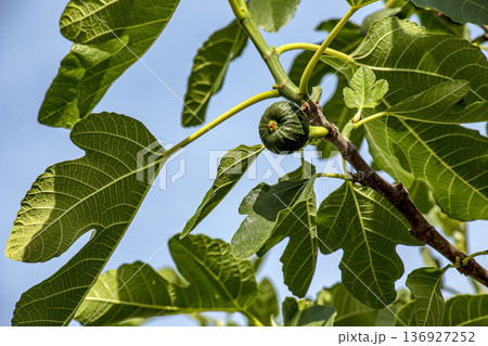 Fig is the edible fruit of Ficus carica growing on trees in the Mediterranean and Asia. The genus Ficus, contains over 800 tropical and subtropical plant species. 136927252