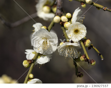 公園に咲いた白い梅の花 136927337