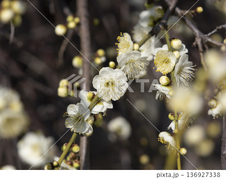 公園に咲いた白い梅の花 公園に咲いた白い梅の花 136927338