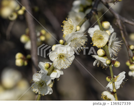 公園に咲いた白い梅の花 136927339