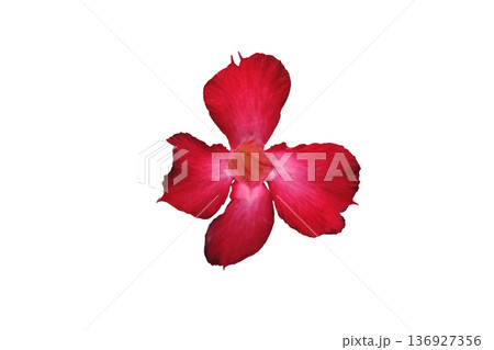 Desert Rose Tropical or Impala Lily flower. Desert Rose Tropical or Impala Lily flower. 136927356