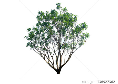 Xanthophyllum lanceatum tree 136927362