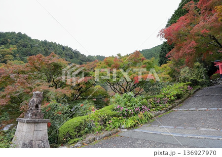 見事　色づくもみじ 136927970