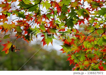 色づく カエデ 鮮やか紅葉 色づく カエデ 鮮やか紅葉 136927972