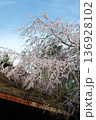 桜と檜皮葺の屋根 136928102