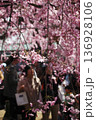 枝垂れ桜のしたで花見 136928106