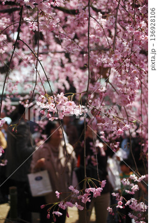 枝垂れ桜のしたで花見 136928106