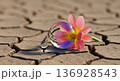 Flower with water droplet on dry cracked earth 136928543